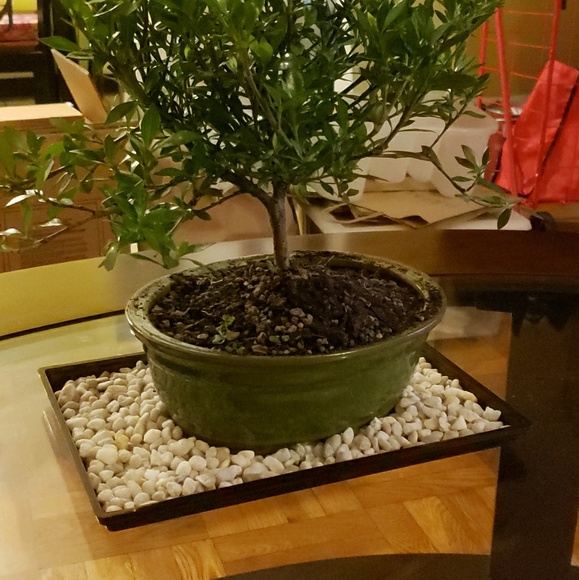 Meet your Posher, Cas - Picture 1 of 1